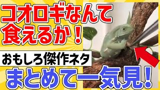 【2ch動物スレ】ケロ「コオロギなんて食えるか」→その結果他おもしろ傑作選