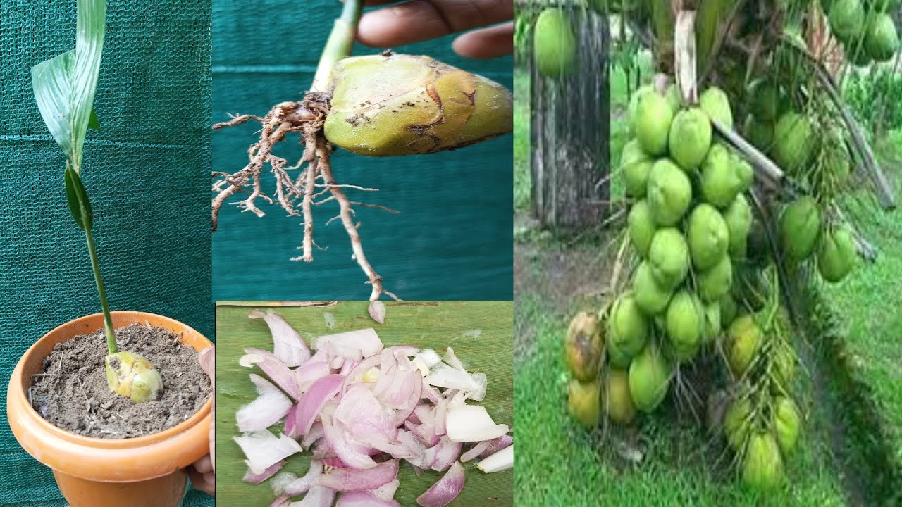 Propagate coconut tree at home,, growing coconut tree from coconut
