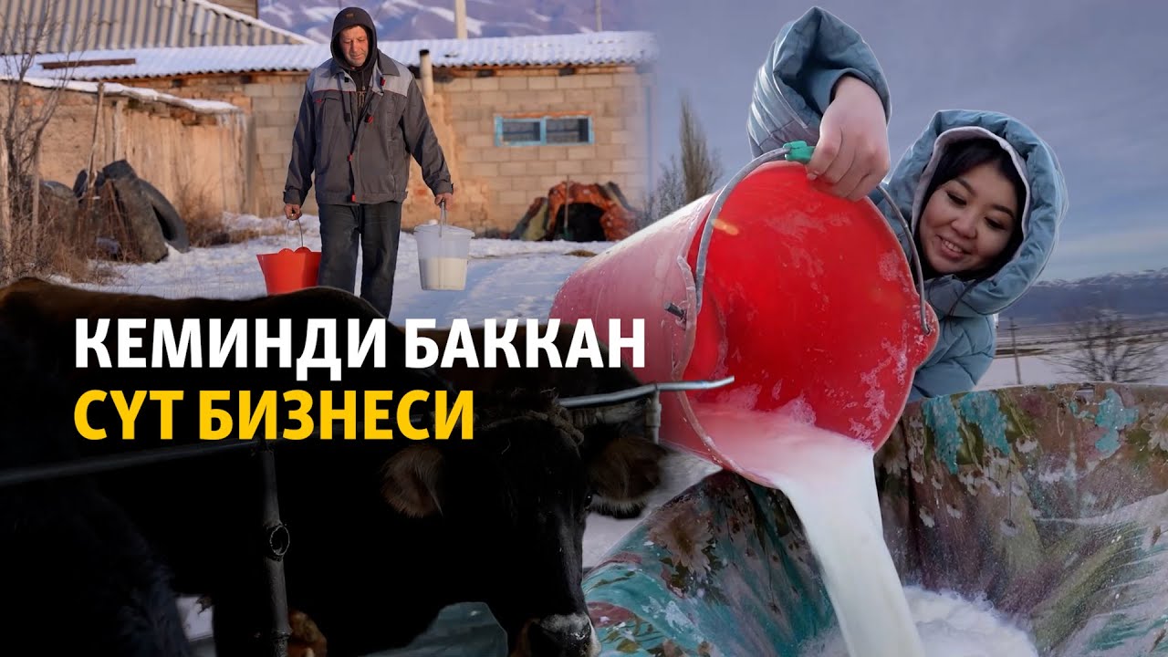 Кеминди баккан сүт бизнеси