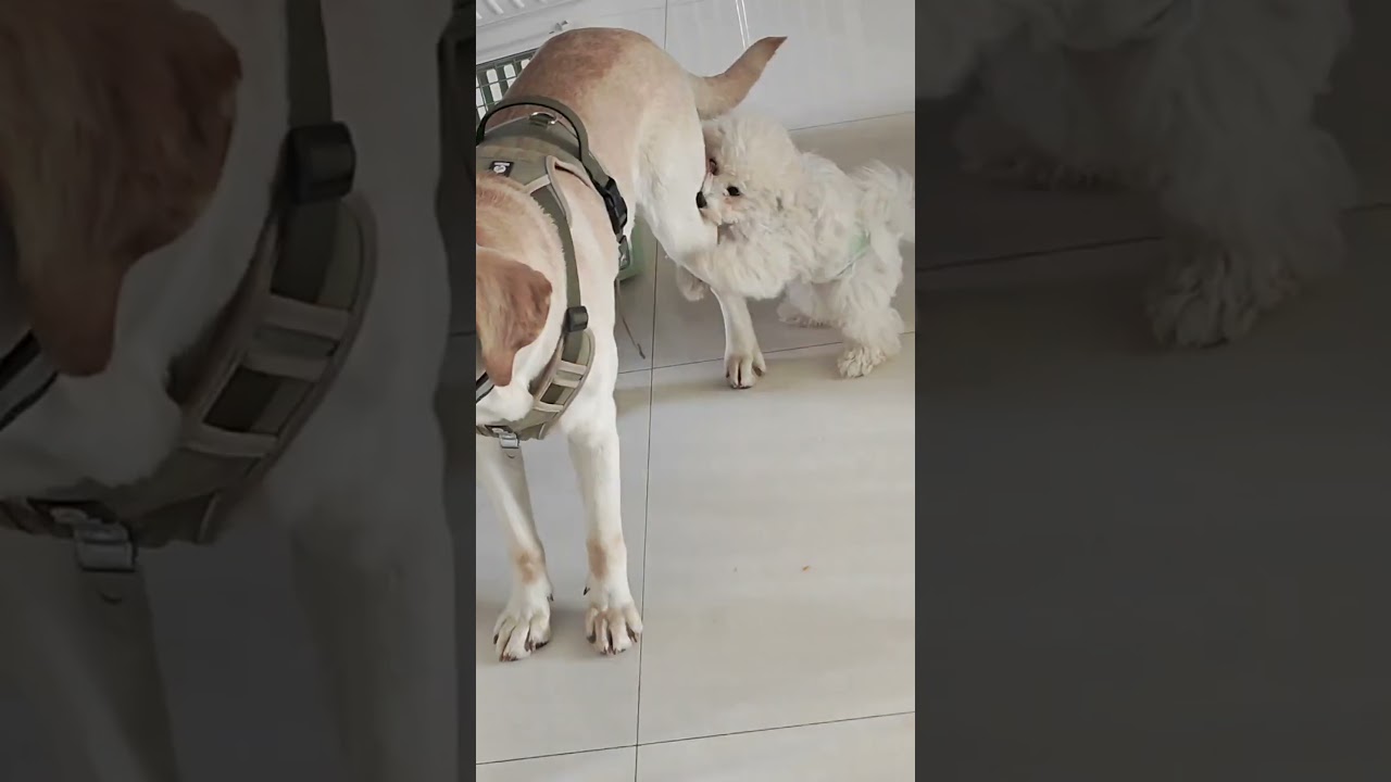 Crazy hug big brother's thigh, confused dog behavior 