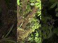 Spotting Wildlife, Mindo, Ecuador, Responsible Travel South America from Maria E. 🐸