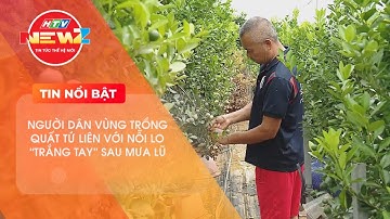 NGƯỜI DÂN VÙNG TRỒNG QUẤT TỨ LIÊN VỚI NỖI LO “TRẮNG TAY” SAU MƯA LŨ