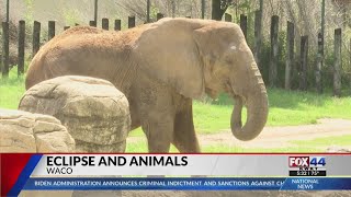 Famous Experts share how solar eclipse can affect pets and wildlife Wealth