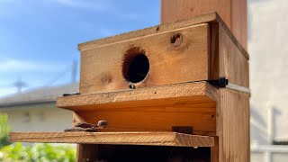 シジュウカラ　巣の大掃除