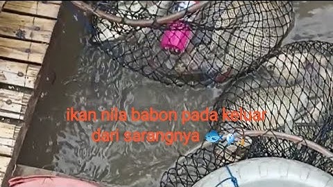 HARUS NAIK PERAHU KE SPOT MANCING UNTUK MENDAPATKAN IKAN NILA #mancing #fishing #fish