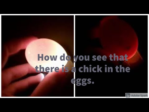 Video: In bevruchte kippeneieren?