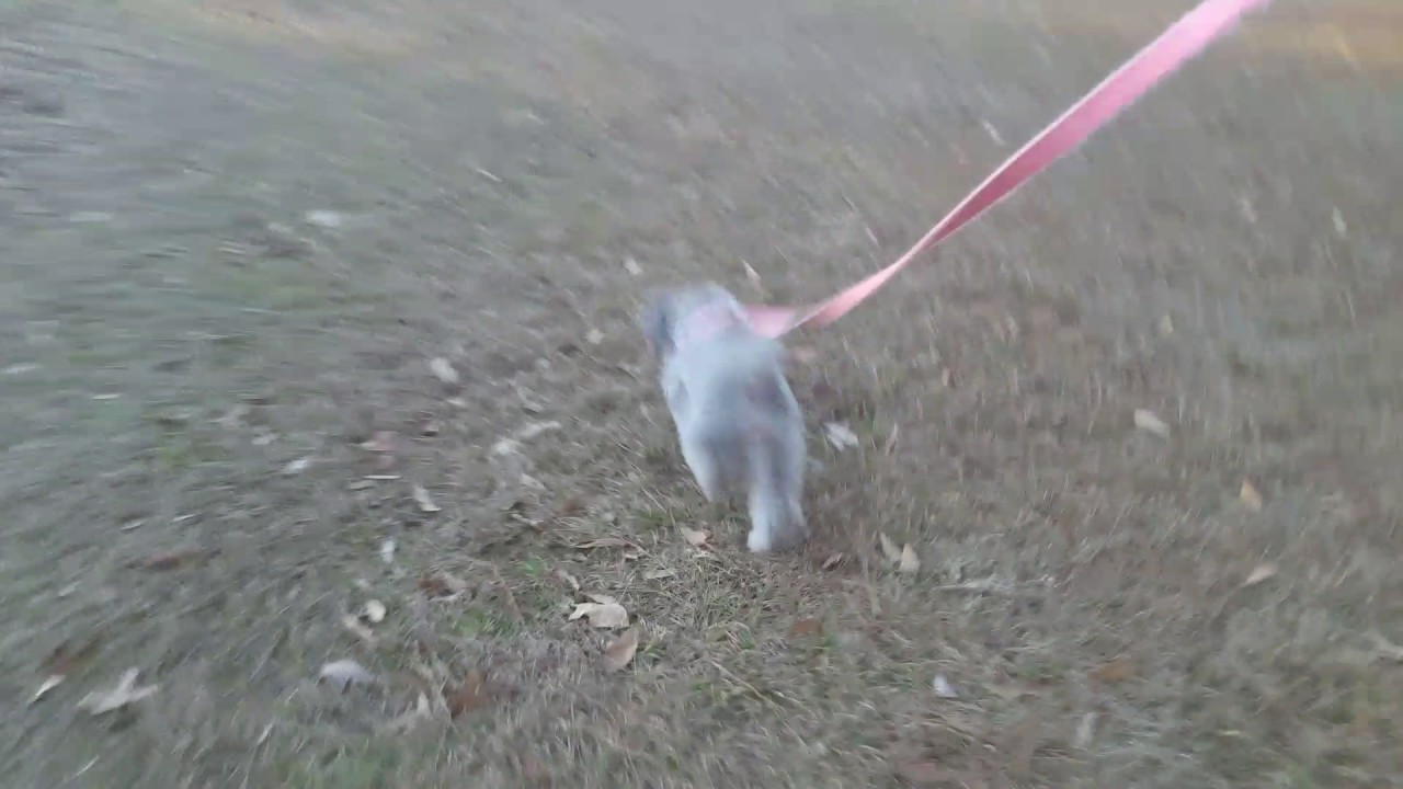 Small dog with bad ACL/CCL tear YouTube