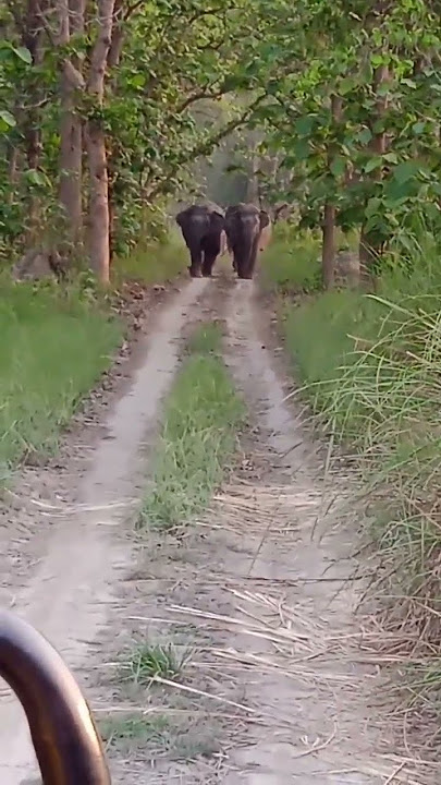 dudhwa national park