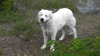 Great Pyrenees puppy 5-11-23