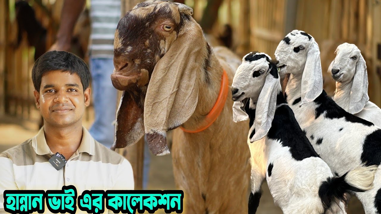 নতুন কালেকশন হান্নান ভাই এর। উন্নত জাতের ছাগল ও ক্রস ভাল মানের ছাগলের দাম জানুন। Goat Farm