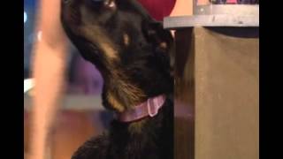 Channel 4 - Superstar Dogs Promo