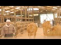 あか牛農家「体重測定」|Akaushi Farmer: Weighing the Cattle