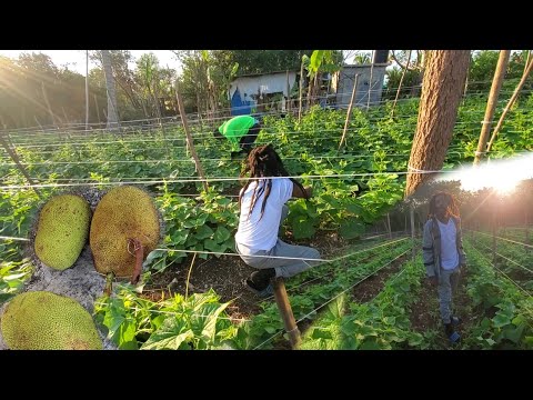 YouTubers helping me on the farm unity is strength 🙏💪💪💪