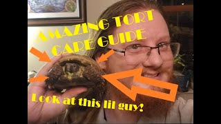 Amazing Russian Tortoise care guide!