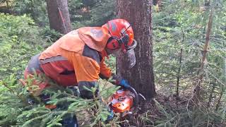 Chainsaw Husqvarna 560Xp Died At The Worst Possible Moment 🤦‍♂️