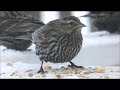 Backyard birds: 3/3/19