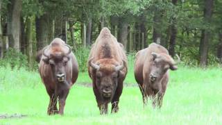Wildlife Reserve In Han-Sur-Lesse - Lesse Valley