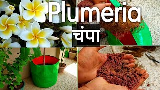 How to repot and care plumeria Big plant बडे प्लूमेरिया / चंपा को रिपॉट करना और केयर