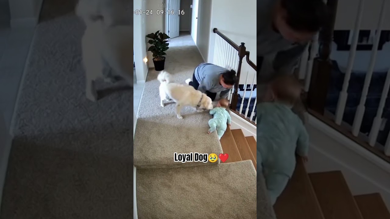 CCTV Shows One Dog Saving a Baby from 5 Different Dangers 🥹🚨 Heartworming moments
