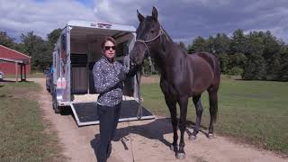 Best way to teach your Horse Trailer Loading