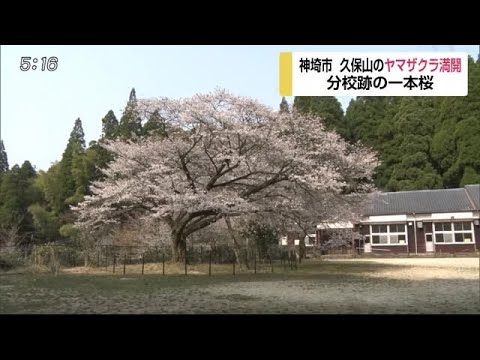 神埼市の天然記念物「久保山のヤマザクラ」が満開【佐賀県】 (20/04/09 17:17) - 神埼市の天然記念物「久保山のヤマザクラ」が満開【佐賀県】 (20/04/09 17:17)