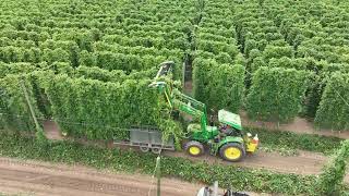 Hop Harvest