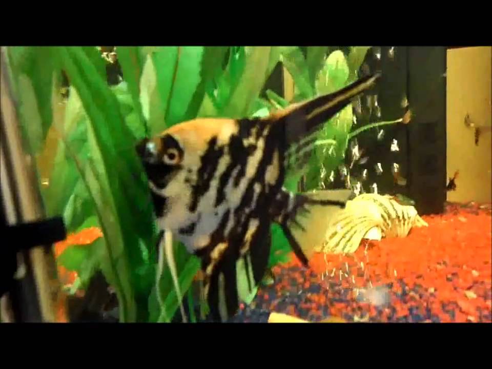 Il mio acquario - YouTube