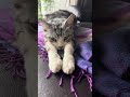 My cat just conked out on the sofa again.