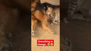 #Funny#Dog&Cat Why does he keep cats suckling?🤣😂