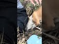 Afternoon fun of puppies and baby goats026 Wildlife USA part 17 2026