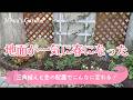 ガーデニング・玄関前の花壇が一気に整いました!日陰と日向の植え付けで春の準備|宿根草のおしゃれな春の庭づくり