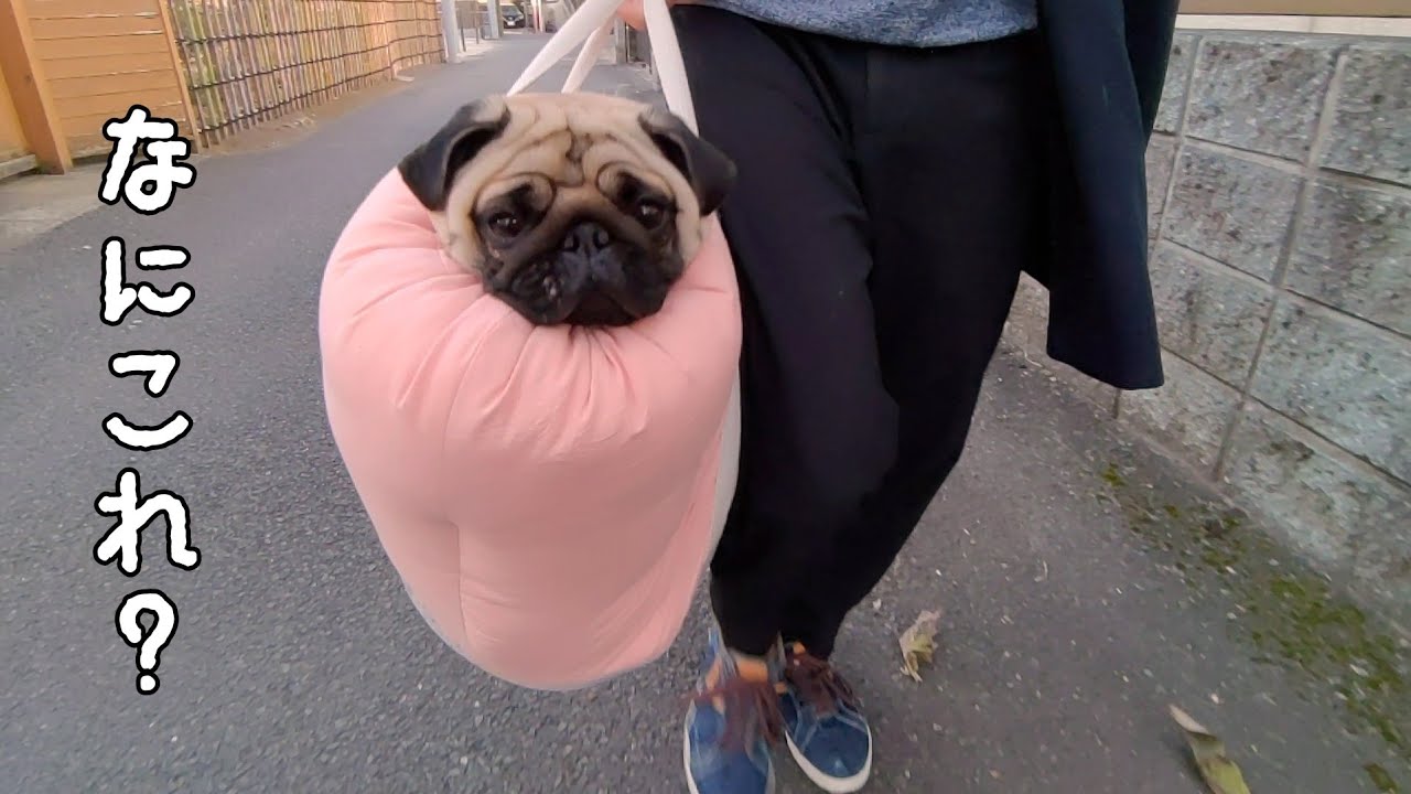 僕、パグ、友達でキャンピングカーの中で遊んだWWWWWWWWWWWWWWWW - YouTube