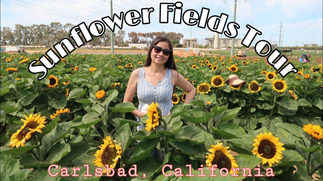 FIL-AM: Let’s go & Experience Sunflower Fields Tour @Carlsbad California