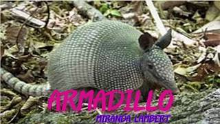 Miranda Lambert - Armadillo (Lyrics)