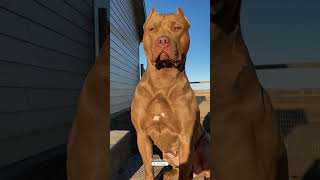 Pit Bull Ban... Par Kyun? 🤯😱| #facts #shortsfeed #animals #knoweledfacts #amazingfacts #wildlife