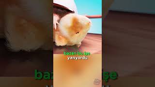 Hayata Döndürme Deneyi