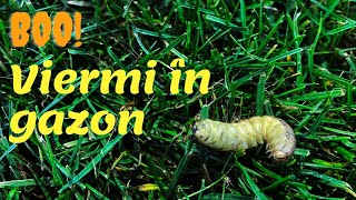 Viermi În Gazon Toamna. Cum Îi Observi, Cum Verifici Dacă Sunt Viermi?