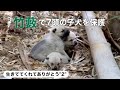 野犬が生んだ子犬達