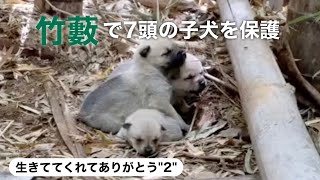 野犬が生んだ子犬達