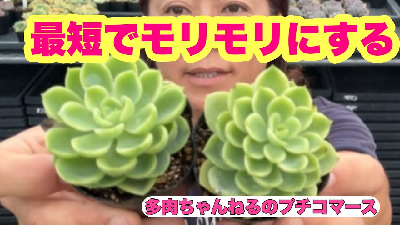 Succulents] How to grow them fast and full❣️ September 2, 2026