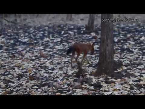 Pench National Park video