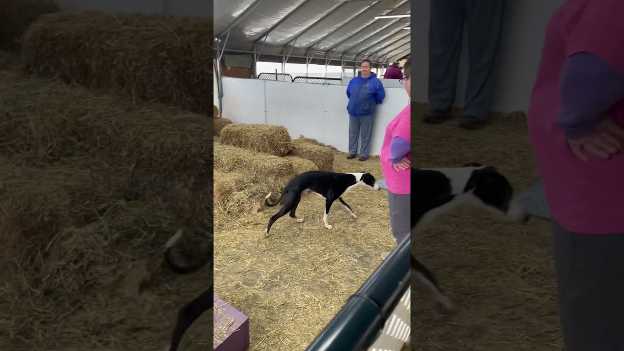 Dusk the whippet first day in Open Barn hunt and a qualifying score.