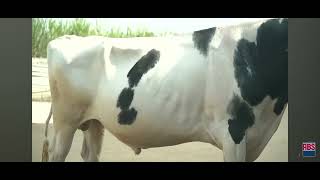 ABS Hulk (29HO18398): Balanced Genomic Holstein for Milk & Fertility Gains