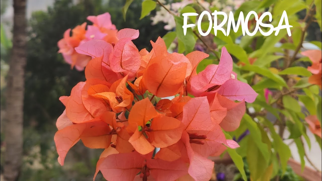 Winter terrace garden tour 