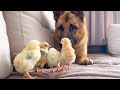 German Shepherd Dog Befriends with Baby Chicks