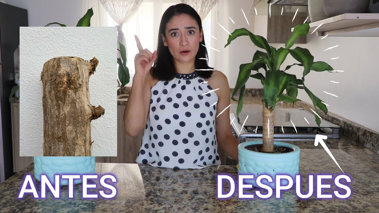 PALO DE BRASIL | 5 Secretos | Lo que no te DICEN pero debes de Saber