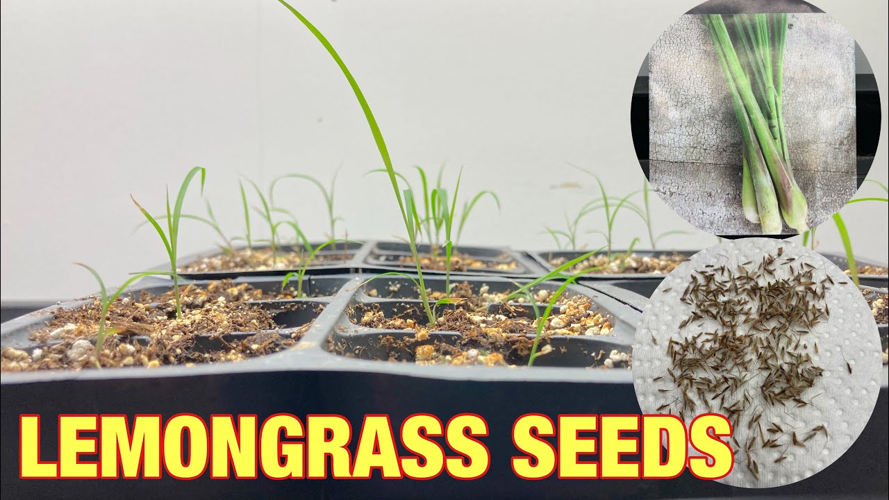How to grow lemongrass seeds indoor basement garden YouTube