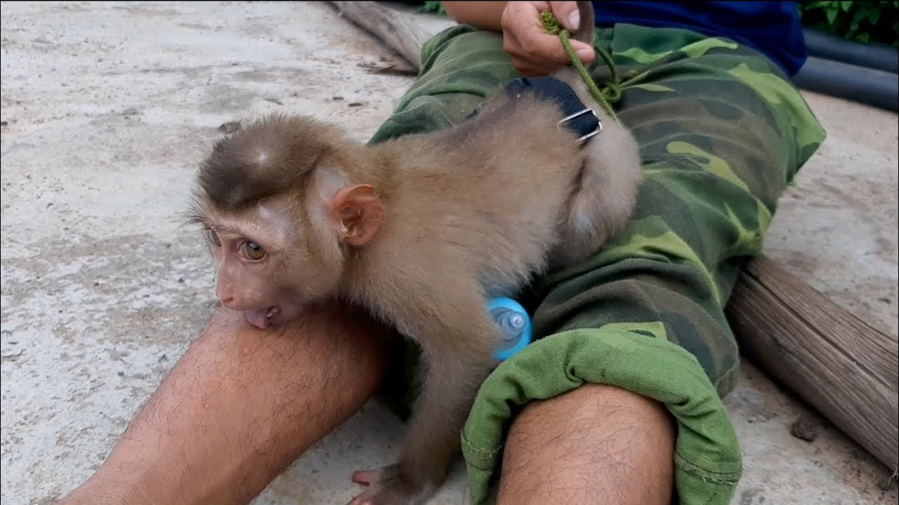 Monkey Learns From The Dog licks Father's Foot A Fun Afternoon of