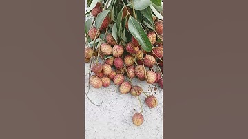 lychee#lychee #lycheefruit #lycee #viralvideo #shorts