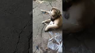 dogplaying youtubeshorts shorts